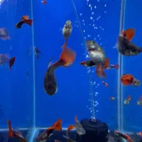 ماهی گوپی مولدوارداتی|ماهی|تهران, درختی|دیوار