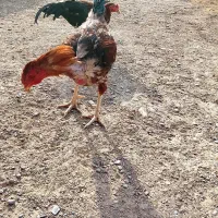 جوجه محلی|حیوانات مزرعه|زابل, |دیوار