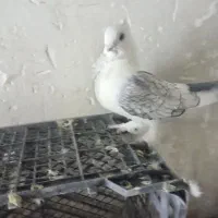 دو جفت کبوتر بلژیکی