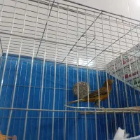 نر دارچینی دیوانه|پرنده|فولادشهر, زاینده رود|دیوار