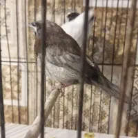 فنچ بنگالییک جفت فنچ نر پریل ماده سفید حلقه پا