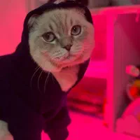 گربه بیریتیش نر|گربه|اندیشه, اندیشه فاز ۳|دیوار