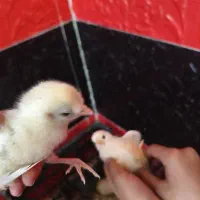 تخم نطفه دار نژاد دار|حیوانات مزرعه|زرند, |دیوار