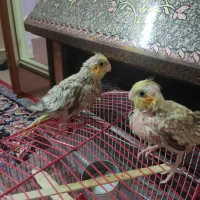 جوجه عروس هلندی فروشی|پرنده|سبزوار, امیر کبیر|دیوار