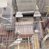 طوطی عروس هلندی|پرنده|آمل, |دیوار