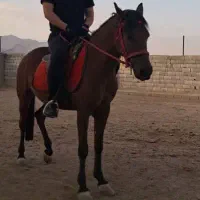 مادیون و خر ماده