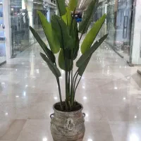 درختچه( پرنده بهشتی ) نخل نیکلای