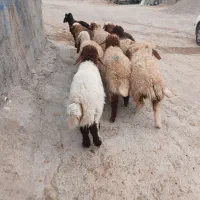 ۱۰ کاور بره