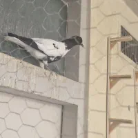 کبوتر|پرنده|مشهد, تلگرد|دیوار