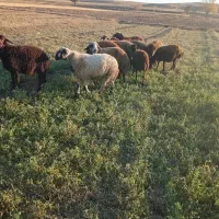 3عدد بره نر درجه یک و 2عدد بره ماده دامازلخ|حیوانات مزرعه|هریس, |دیوار