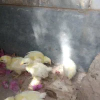 جوجه ۱۰ روزه ماشینی ومرغ ۳ ماه