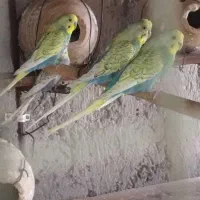 مرغ عشق رینبو