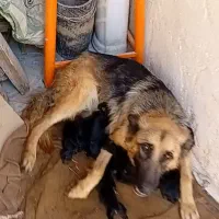 واگذاری یک قلاده سگ مولد