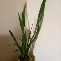 گل شمشری|گل و گیاه طبیعی|سنندج, |دیوار