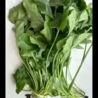 چوچاق و پونه در تالش تمیز و پاک شده خشک|خوردنی و آشامیدنی|حویق, |دیوار