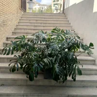 برگ انجیری مانسترا غول پیکر|گل و گیاه طبیعی|تهران, کوهک|دیوار