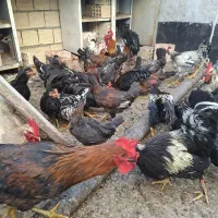 مرغ و خروس عربی