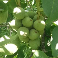 فروش نهال با تضمین و فاکتور از یک تا پنج ساله