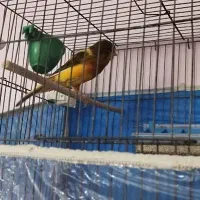 قناری سوپری بلند