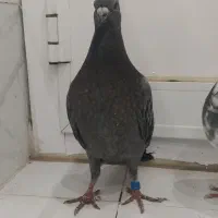 کبوتر مسافتی|پرنده|گنبد کاووس, |دیوار