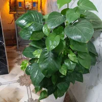 گل بزرگ زیبا