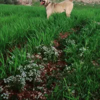 سگ سرابی اصیل