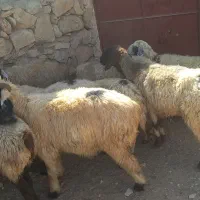 میش داشتی|حیوانات مزرعه|شیراز, بازار|دیوار