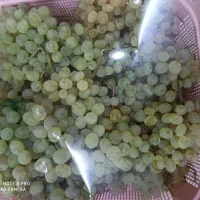 انگور عسگری بدون هسته درجه ا منطقه کرون