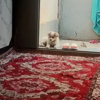توله پامر
