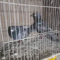 کفتر صید پرشی