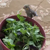 شب عاشورا در حوالی منظریه گمشده