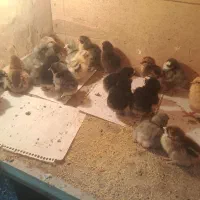 جوجه برهما