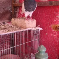 ماده فولادی|پرنده|بیستون, |دیوار