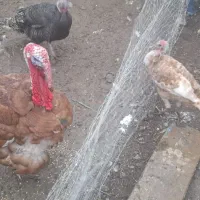 بوقلمون|حیوانات مزرعه|مشگین شهر, |دیوار