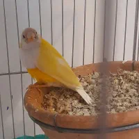 گلدین|پرنده|قم, شهرک فاطمیه|دیوار