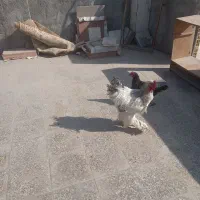 تخم نطفه دار نژاد برهما لایت|حیوانات مزرعه|نجفآباد, جوزدان|دیوار