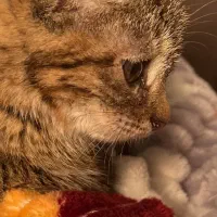 بچه گربه|گربه|قم, بنیاد|دیوار