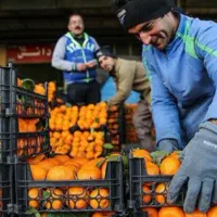 گارگر دارم هم برای میوه چینی