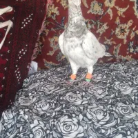 تعدادی  کفتر   ساده.دم سفید. نواری سرور.