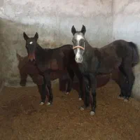 کره اسب مادیان