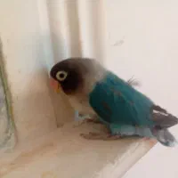 یک طوطی کوتوله|پرنده|ایرانشهر, |دیوار