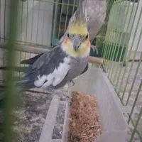عروس