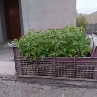 نشا  گوجه فرنگی محلی    درصحنه