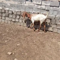 بز دورگ آبستن
