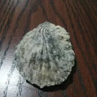 فسیل اصل|کلکسیون اشیاء عتیقه|تهران, فلسطین (میدان انقلاب)|دیوار