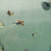 کپی بیگ ایر رد موزاییک|ماهی|بروجرد, |دیوار