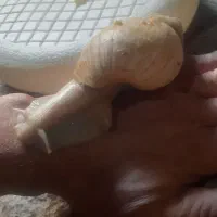 حلزون جفت ۲عدد  ۱عدد ۲سال نیم  ۱عدد ۱سال ش