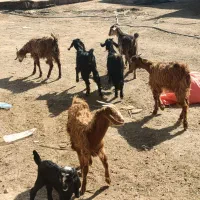 کهره ترکی|حیوانات مزرعه|شیراز, بید زرد|دیوار