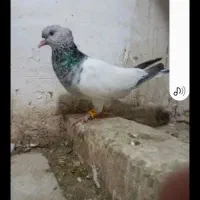 کله ماده