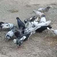 ۱۶ عدد کفتر پریشی|پرنده|شهریار, دهشاد بالا|دیوار